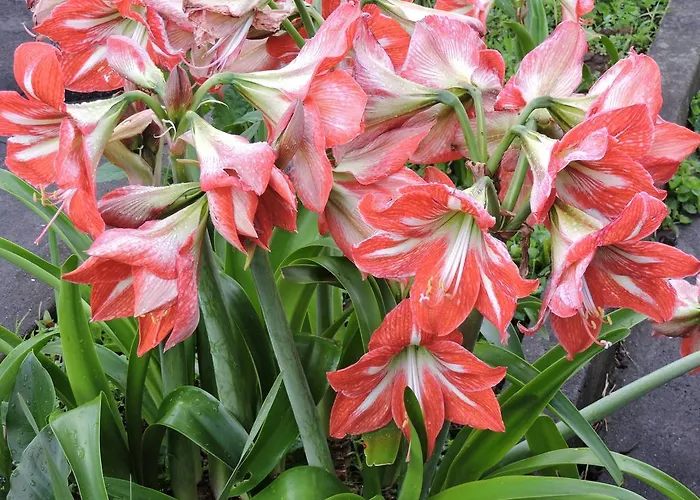 Casa de Férias Casas Da Carlota